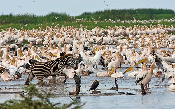 white-pelicans