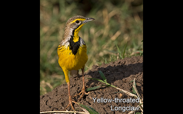 yellow-throated-longclaw
