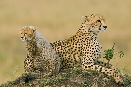 cheetah-and-cub
