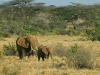 african-elephants