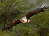 african-fish-eagle-in-flight