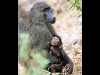baboon-with-baby