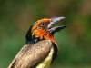 black-collared-barbet