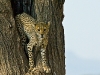 cheetah-in-tree_kenya_0