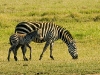 grants-zebra-and-young