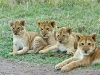 lion-cubs_kenya