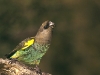 meyers-parrot