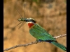 white-fronted-bee-eater