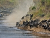 wildebeest-in-dust