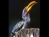 yellow-billed-hornbill