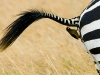 zebra-tail-with-yellow-billed-oxpecker