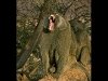 baboon