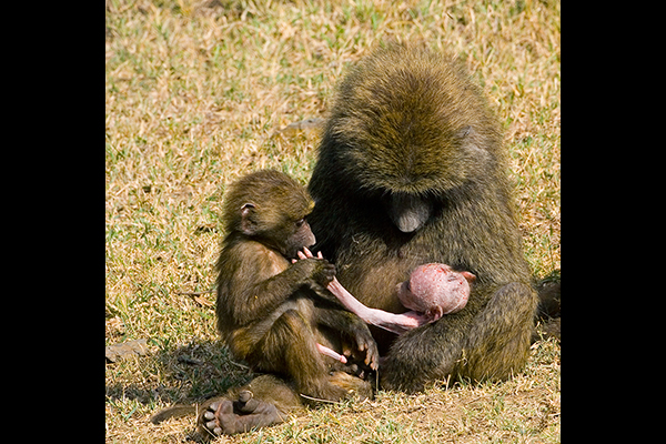 baboon-with-babies