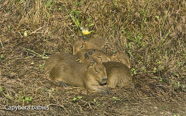 capybara-babies