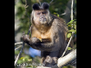 capuchin-monkey