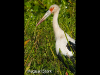 maguari-stork