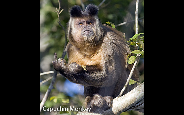 capuchin-monkey