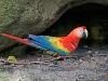 scarlet-macaw_ecuador