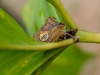 sleeping-frog_ecuador