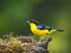 thick-billed-euphonia