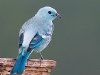 blue-grey-tanager_ecuador