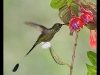 booted-racket-tail-2