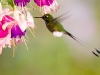 booted-racket-tail