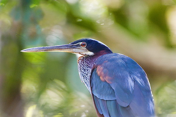 agami-heron-portrait_ecuador