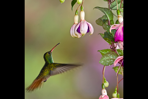 andean-emerald_ecuador