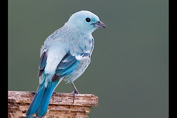 blue-grey-tanager_ecuador