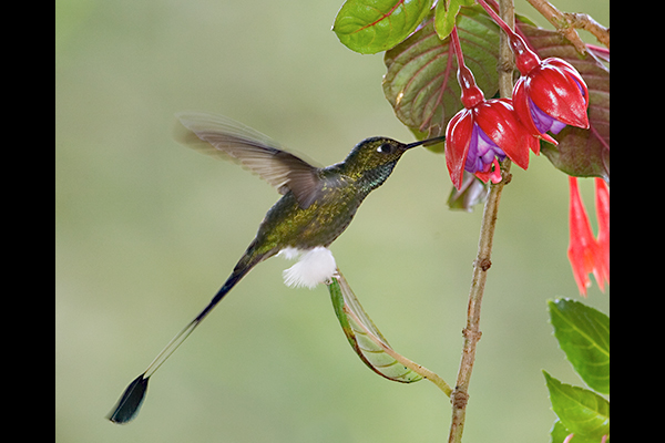 booted-racket-tail-2