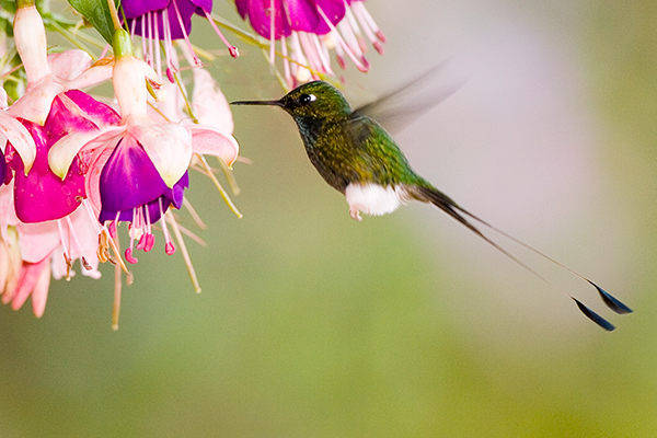 booted-racket-tail