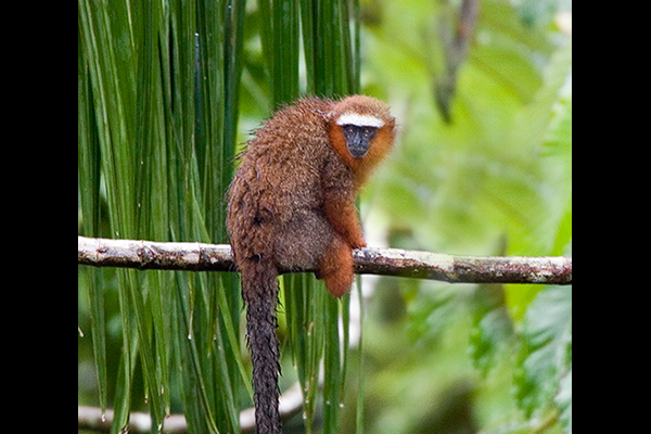 dusky-faced-titi_ecuador