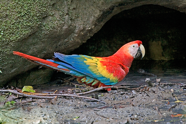 scarlet-macaw_ecuador