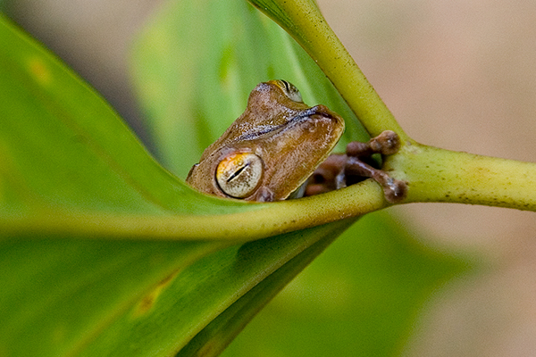 sleeping-frog_ecuador