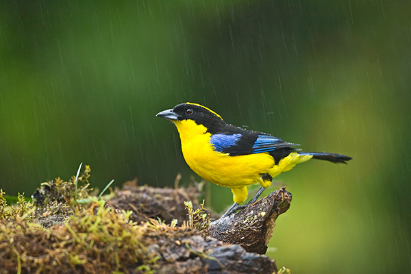 thick-billed-euphonia