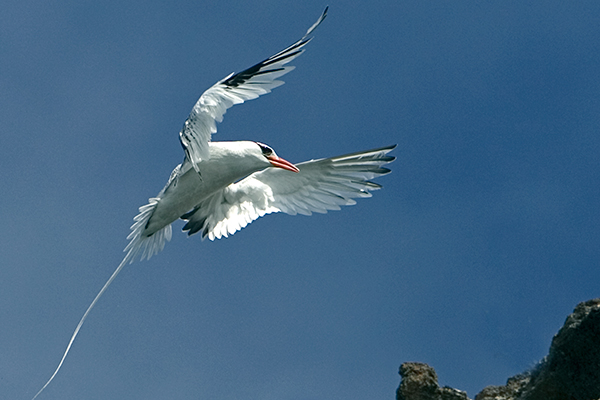 tropic-bird