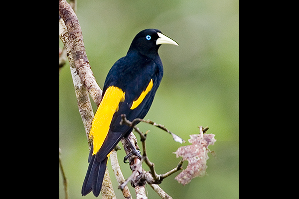 yellow-rumped-cacique_ecuador
