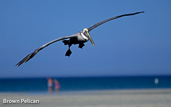 pelican-beach-scene