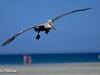 pelican-beach-scene
