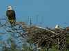 American Bald Eagle Pair