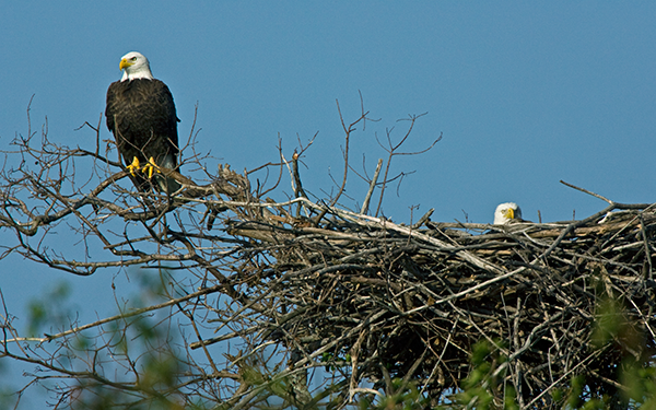 American Bald Eagle Pair