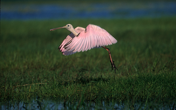 Joanne Williams Photography