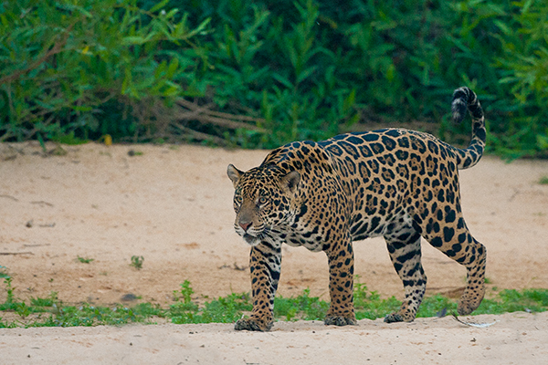 jaguar_brazil
