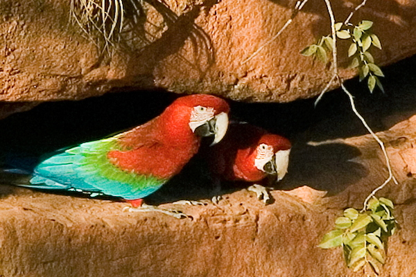 red-and-green-macaws