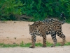 jaguar_brazil