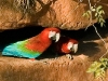 red-and-green-macaws