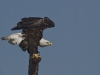 eagle-on-perch-1