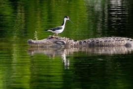 black-necked-stilt-alligator