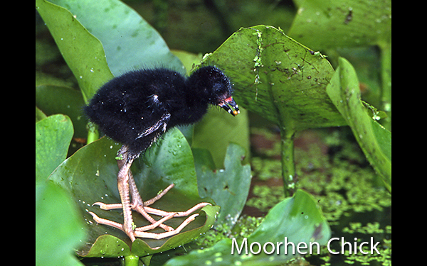 moorhen-chick
